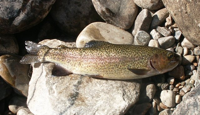 /i/Fishing Two/July_17_Rainbow.jpg